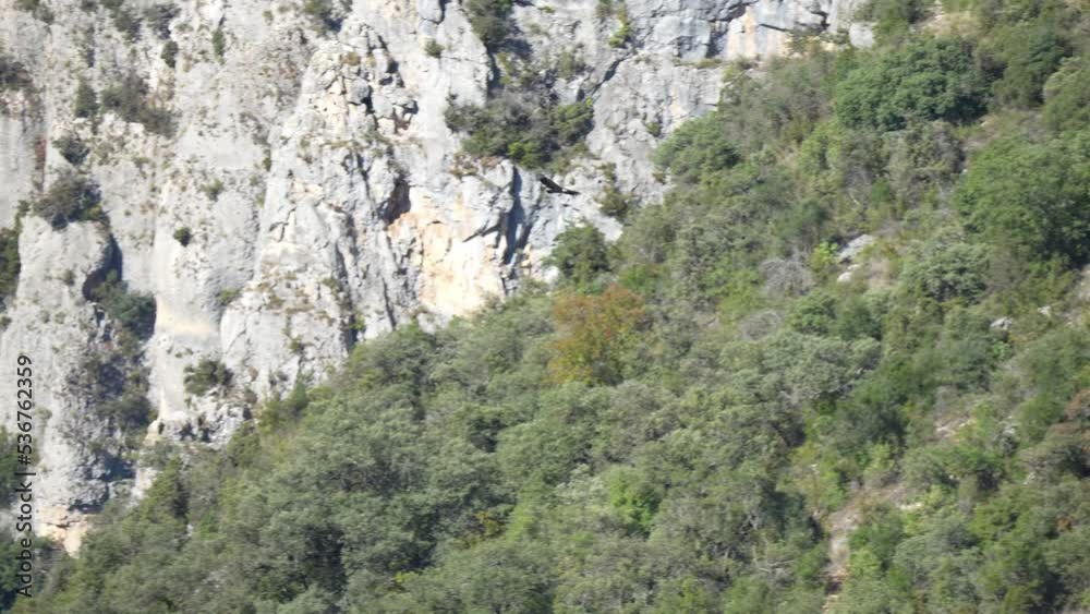 Griffon vulture, Eurasion griffon (Gyps fulvus) effortless soaring in flight through a mountain canyon, Pyrenees mountains, Spain Griffon vulture, Eurasion griffon (Gyps fulvus) effortless soaring in flight through a mountain canyon, Pyrenees mountains, Spain