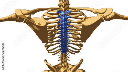 Human skeleton anatomy Thoracic Curve bones for medical concept 3D illustration