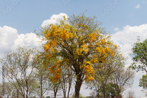 ÁRVORES FOLHAS FLORES CORES AMARELO VERDE CÉU NUVENS AZUL BRANCO
