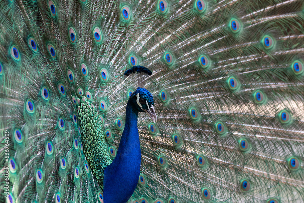 Obraz premium Beautiful and Elegant Male Indian Pheasant
