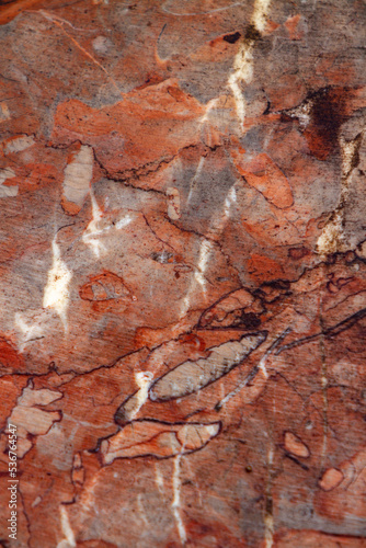 Red fossiliferous limestone