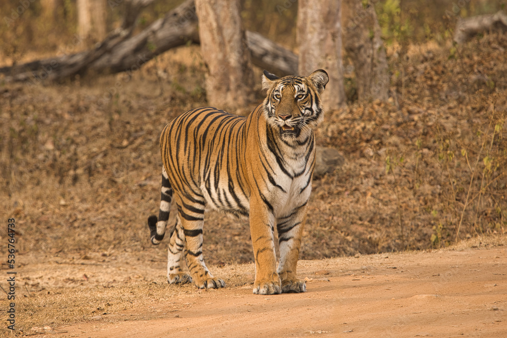 Obraz premium Female Bold and Ferocious Tiger at Kabini, Nagarhole National Park, Karnataka, India 