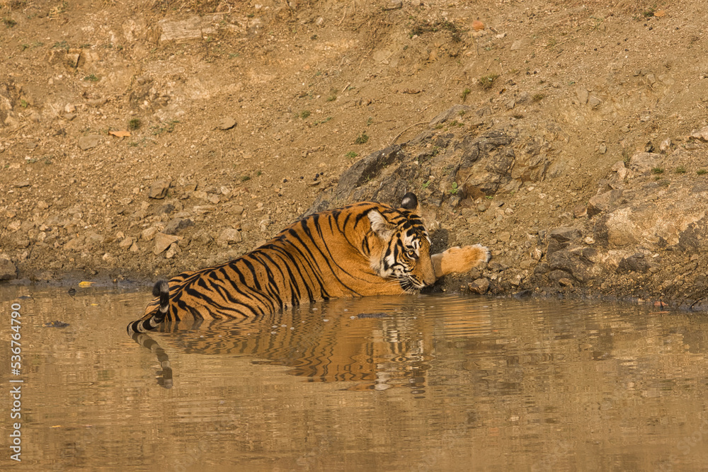 Fototapeta premium Female Bold and Ferocious Tiger drinking water at Kabini, Nagarhole National Park, Karnataka, India 
