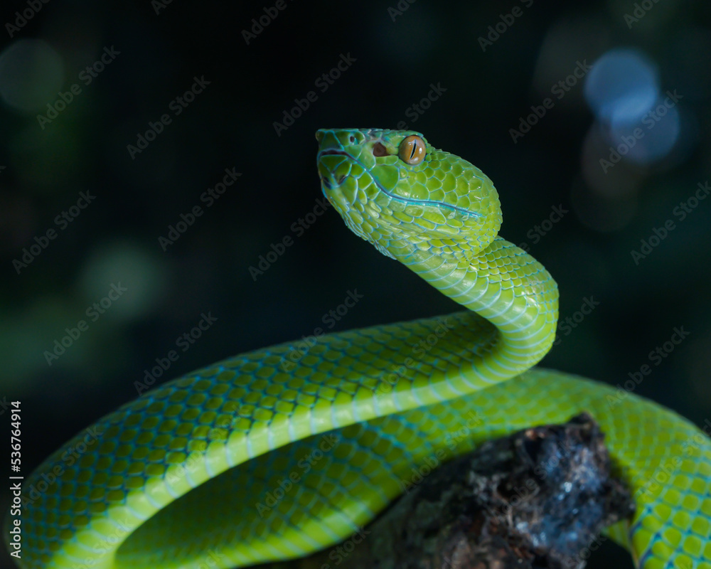 Fototapeta premium green snake on a branch