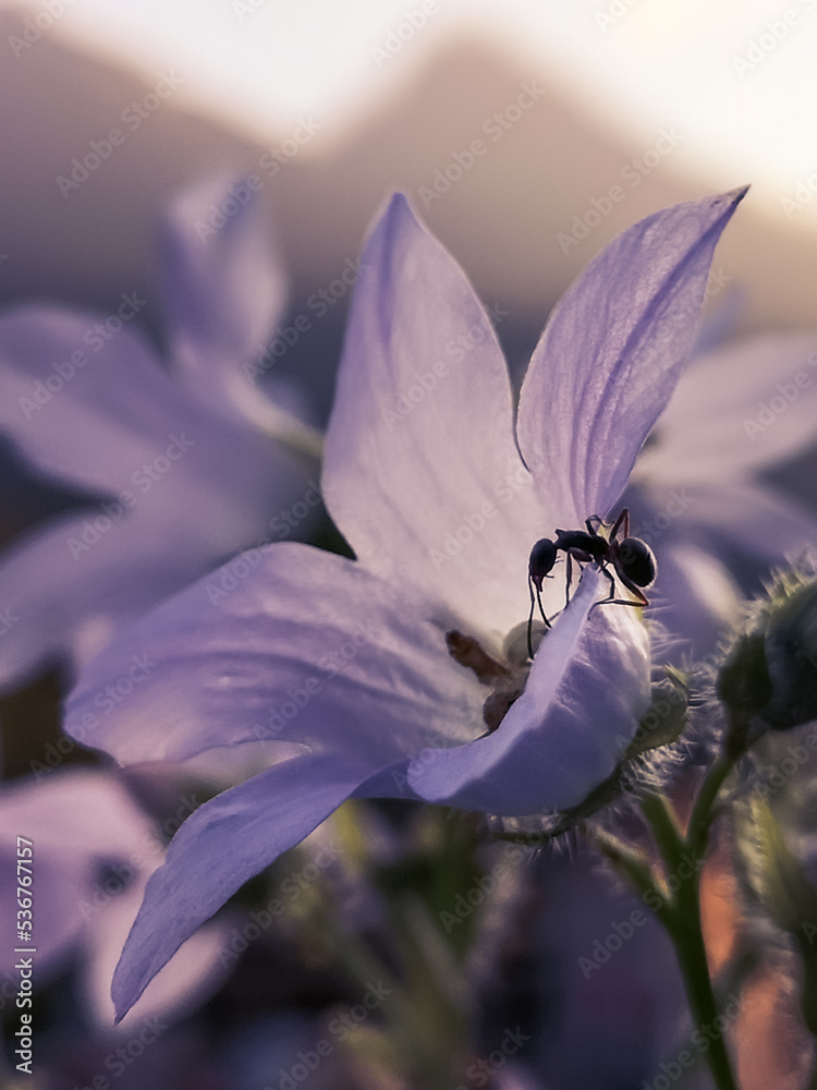 Ant in a bell flower on the background of mountains