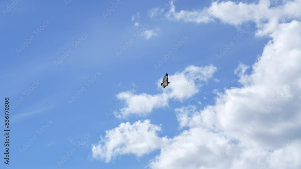 Griffon vulture, Eurasion griffon (Gyps fulvus) in effortless soaring flight, deep blue sky and white cloud Griffon vulture, Eurasion griffon (Gyps fulvus) in effortless soaring flight, deep blue sky and white cloud