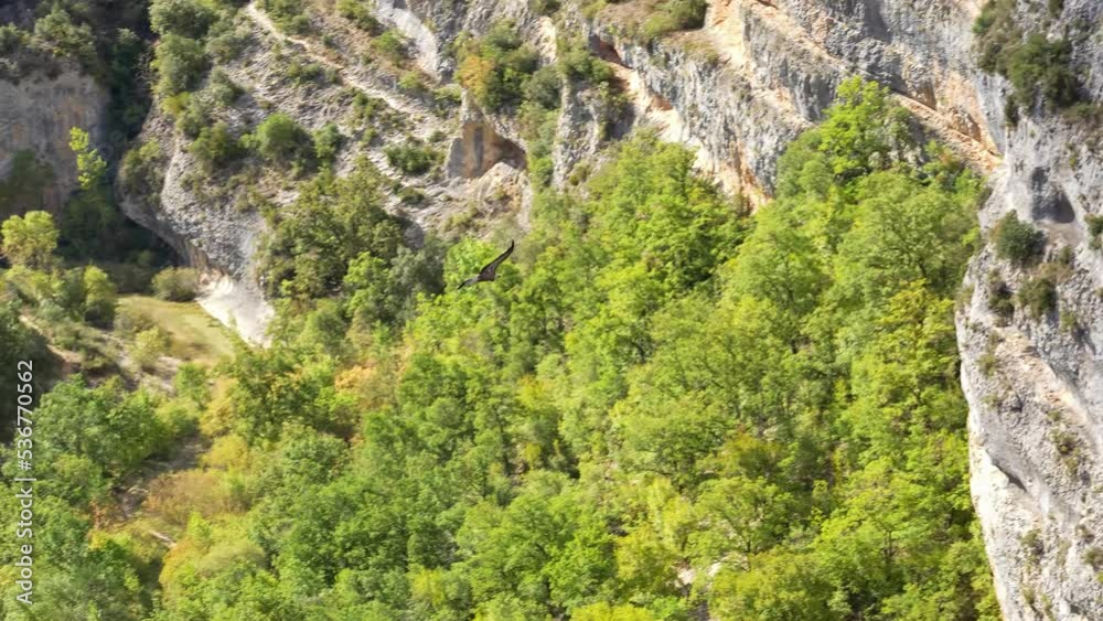 Griffon vulture, Eurasion griffon (Gyps fulvus) in effortless flight riding on canyon breeze and updrafts Griffon vulture, Eurasion griffon (Gyps fulvus) in effortless flight riding on canyon breeze and updrafts