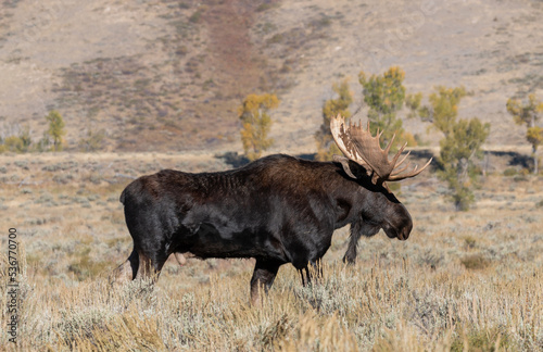 Bull Moose in the rut in Wyoming in Autumn