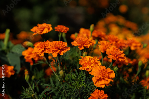 Orange velvets bloom in the garden © Indra