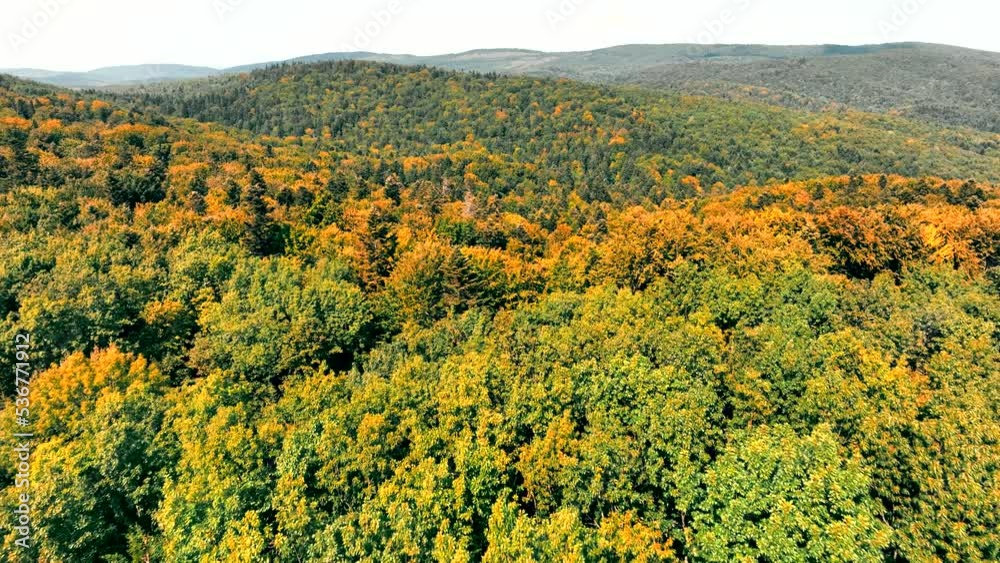 Aerial Flight over the amazing nature and landscape of the autumn forest. Drone view of treetops and yellowed leaves. Aerial Flight over the amazing nature and landscape of the autumn forest. Drone view of treetops and yellowed leaves.