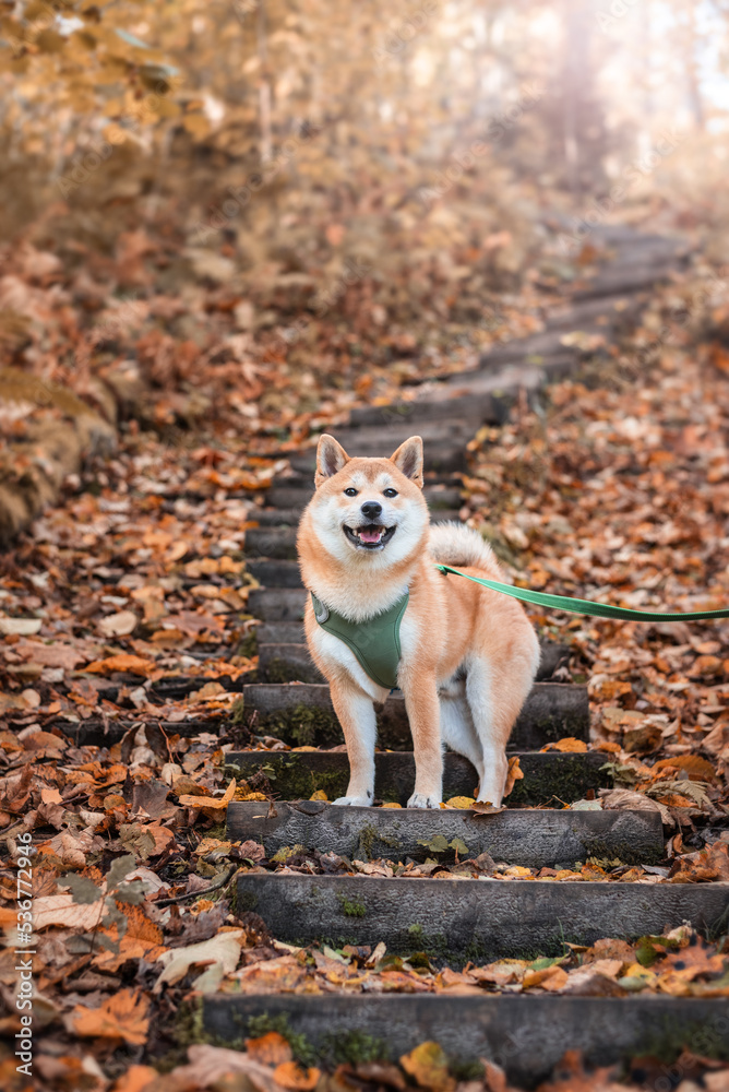 Fototapeta premium 5 month shiba inu puppy on the wooden steps at nature park in autumn