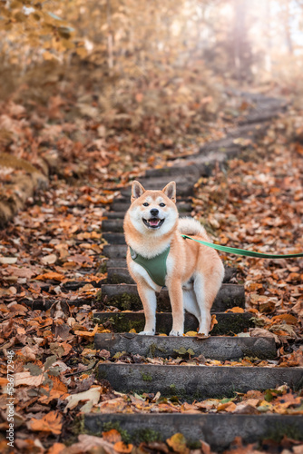 5 month shiba inu puppy on the wooden steps at nature park in autumn