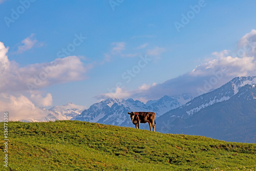 Kuh vor Oberstdorfer Bergen - Allgäu © Dozey