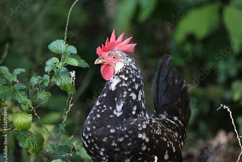 Closeup of Ancona chicken looking around in the wilderness