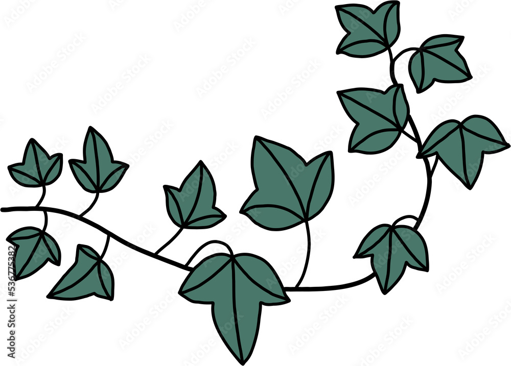 simplicity ivy freehand drawing. simplicity ivy freehand drawing.