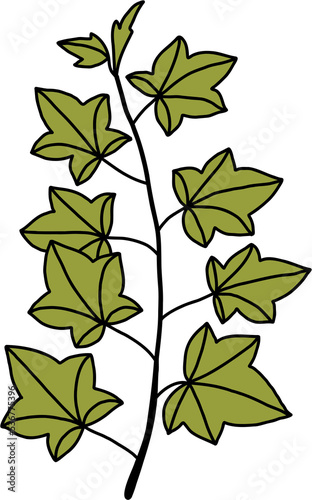 simplicity ivy freehand drawing.