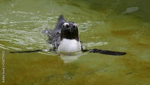 Close up of Humboldt penguin cleaning it self while swimming in a poind photo