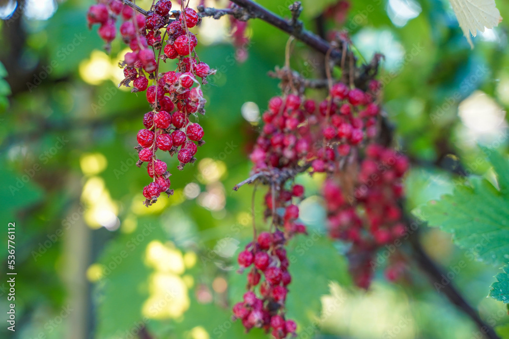 Dried red currant berries on a bush in the summer in the garden due to plant disease Dried red currant berries on a bush in the summer in the garden due to plant disease