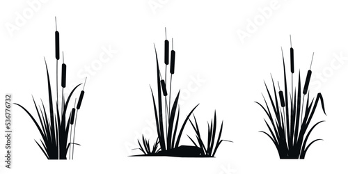 Cattail reeds - a set of silhouette drawings isolated on a white background. Vector icons illustration.