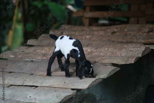 A baby goat living on the farm © syuraiah