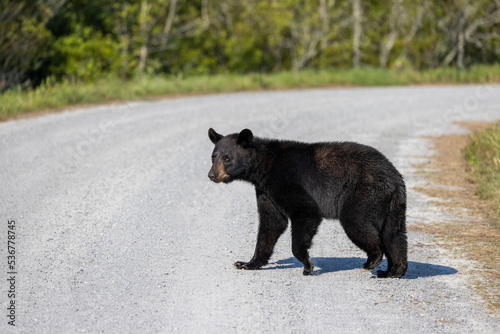 Black Bear crossing road in North Carolina