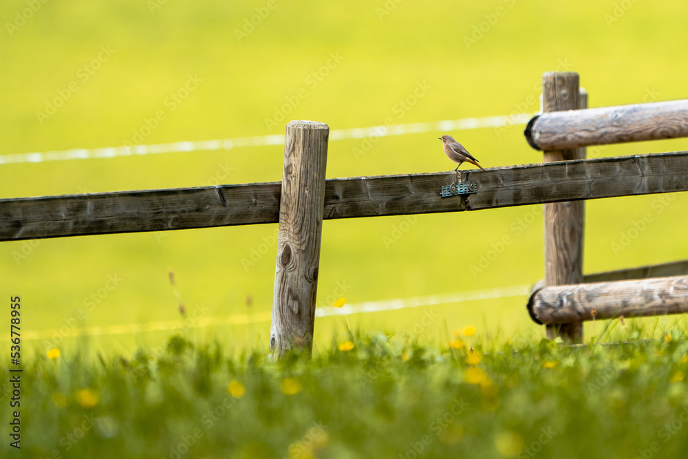 Hausrotschwanz im freien Hausrotschwanz im freien