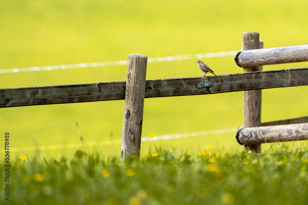 Hausrotschwanz im freien