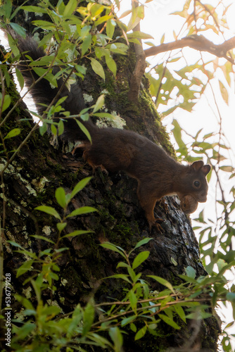 Eichhörnchen mit Nuss auf dem Baum  © Markus Nobel