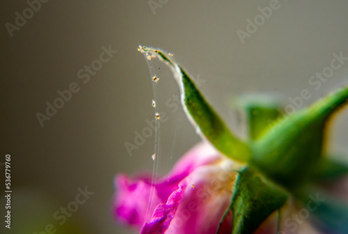 Close-up of spider mites that have infested a pink rose houseplant with a blurred background.