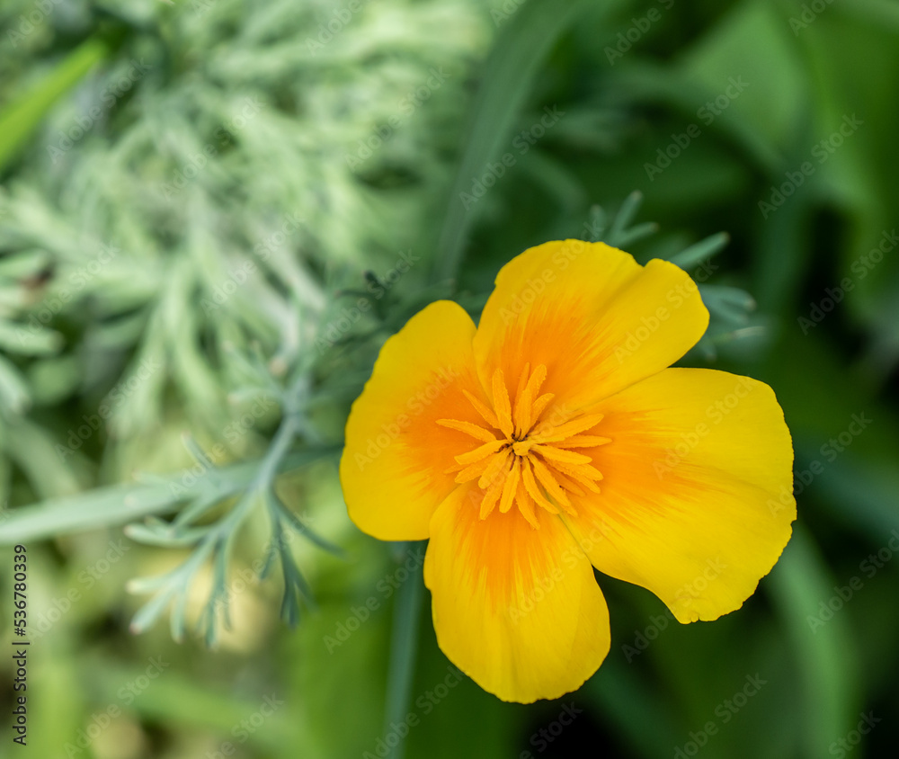 Close-up of the yellow flower on a wild california poppy plant that is growing in a wildflower garden on a warm sunny day in July with a blurred background. Close-up of the yellow flower on a wild california poppy plant that is growing in a wildflower garden on a warm sunny day in July with a blurred background.