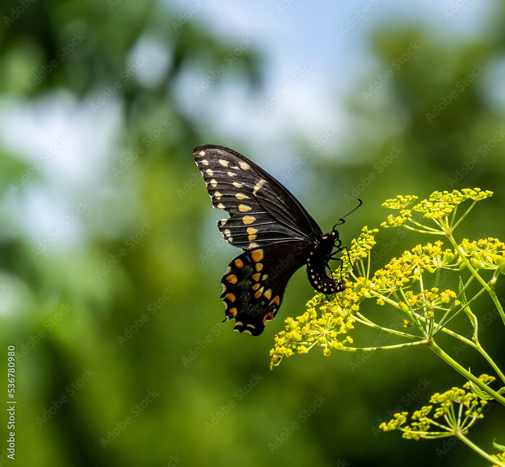 Close-up of a black swallowtail butterfly collecting nectar from the yellow flower on a wild parsnip plant that is growing in a field on a warm summer day in July with a blurred background. Close-up of a black swallowtail butterfly collecting nectar from the yellow flower on a wild parsnip plant that is growing in a field on a warm summer day in July with a blurred background.