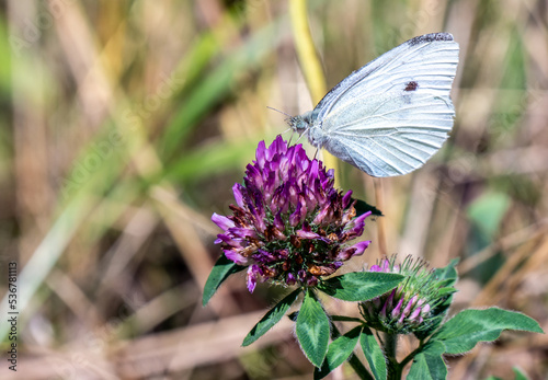 Close-up of a cabbage white butterfly collecting nectar from the purple flower on a wild clover plant that is growing in a field on a warm sunny day in july with a blurred background.