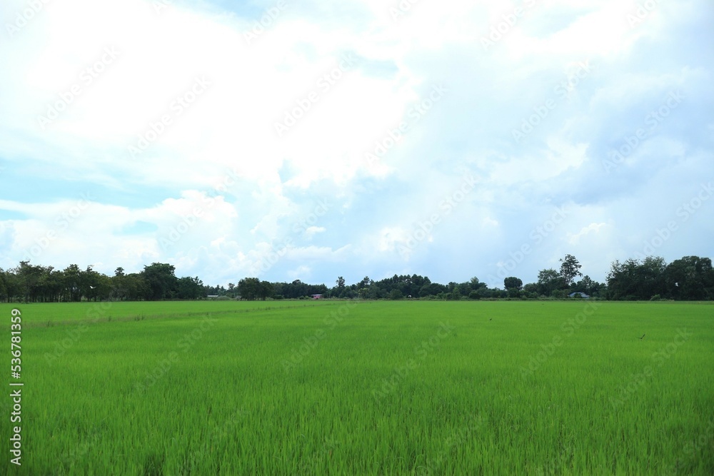 green grass and blue sky