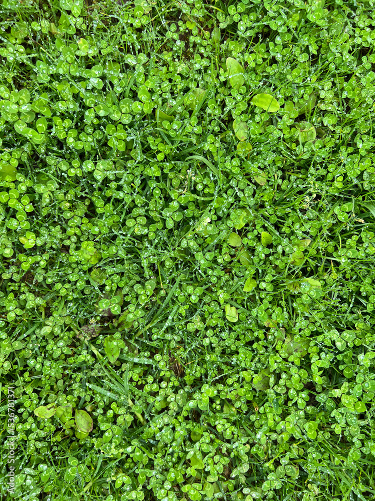 Background of Green Grass with Rain Droplets on Leaves Background of Green Grass with Rain Droplets on Leaves
