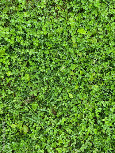 Background of Green Grass with Rain Droplets on Leaves