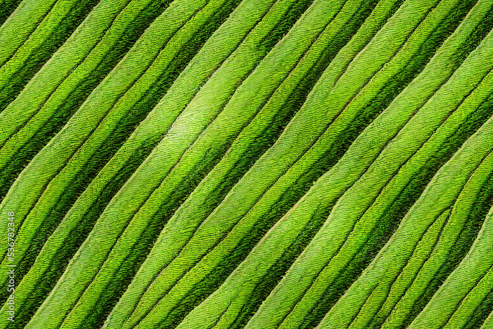 Fototapeta premium Beautiful green rice pattern 3d illustrated 