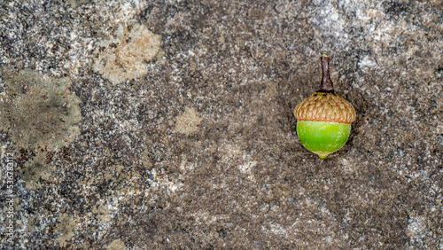 Close-up of a green acorn with a stone background.