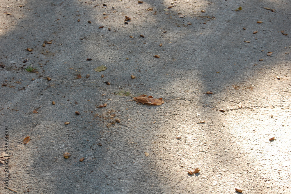 Couleurs d'automne - feuilles mortes sur le sol