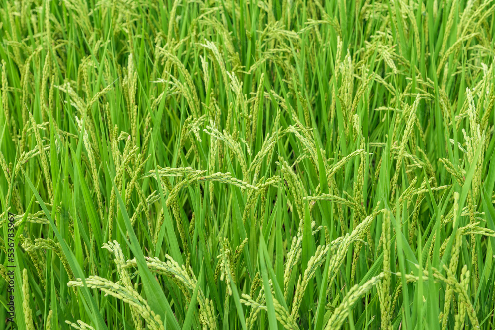 View of rice paddy in Ikaruga-cho, Nara Prefecture, Japan. View of rice paddy in Ikaruga-cho, Nara Prefecture, Japan.