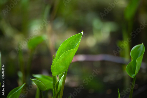 Swamp plant in summer. Sprout on pond. Green leaf.