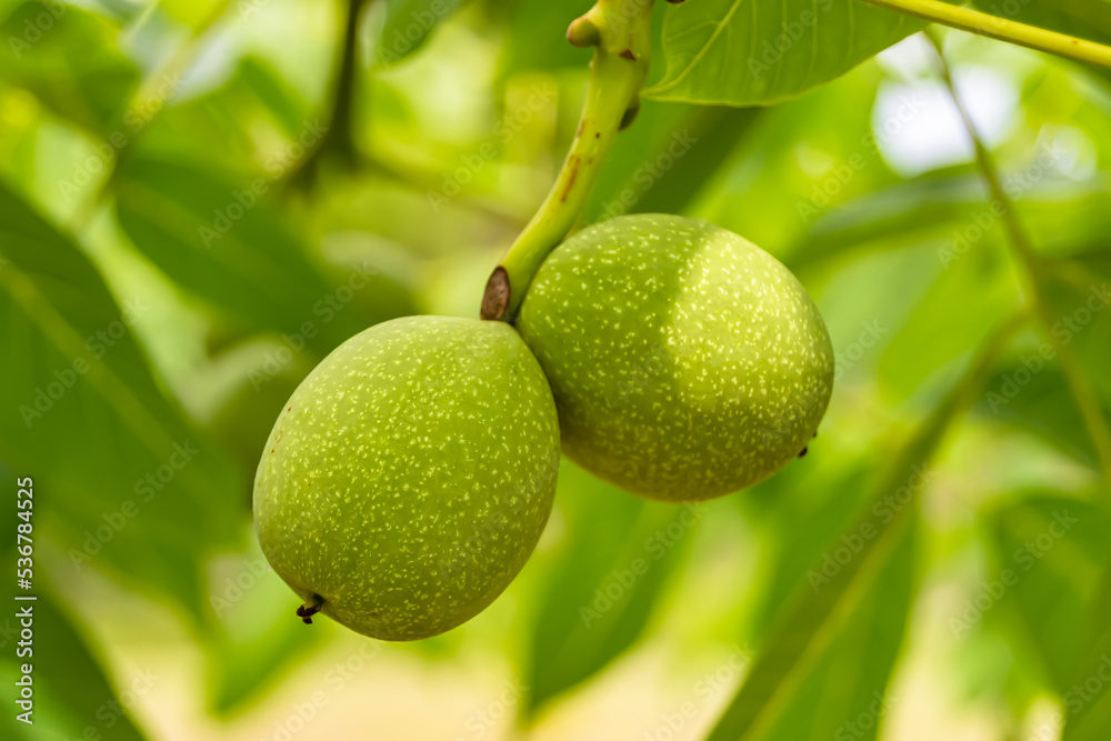 Photography on theme beautiful nut branch walnut tree