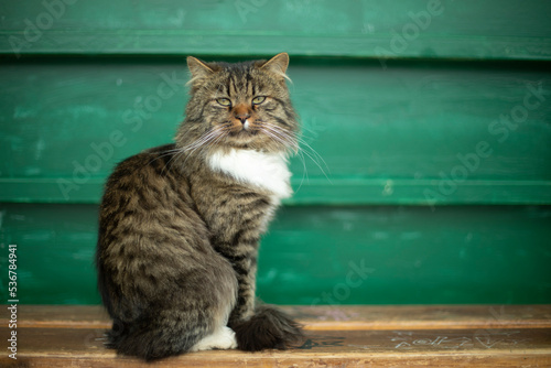 Beautiful cat on green background. Animal on street. Pet with mustache. © Олег Копьёв