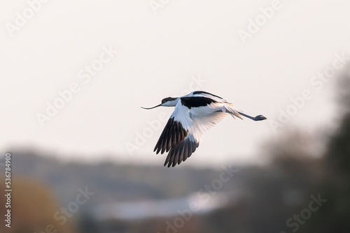 Pied avocet (Recurvirostra avosetta).