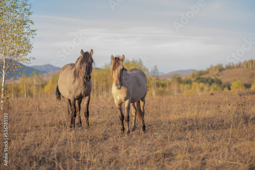 horses graze in the field. beige wild horses in the field. two horses in the pasture © Anna