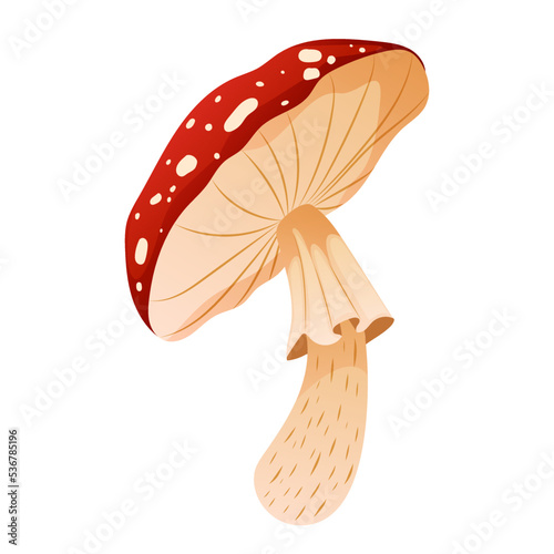 Realistic amanita or fly agaric isolated on white background. Forest dangerous mushroom with red cape and spots. Natural poison ingredient for cooking toxic and shamanic decoction. Vector illustration