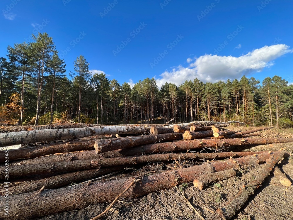 Wyrąb drzew ,wycinka lasu pod drogę , drzewo wycinane , drewno na opał , drzewo wycięte w lesie , wycinka pod autostradę , las wycinany , drzewa wyrąbane , Wyrąb drzew ,wycinka lasu pod drogę , drzewo wycinane , drewno na opał , drzewo wycięte w lesie , wycinka pod autostradę , las wycinany , drzewa wyrąbane ,