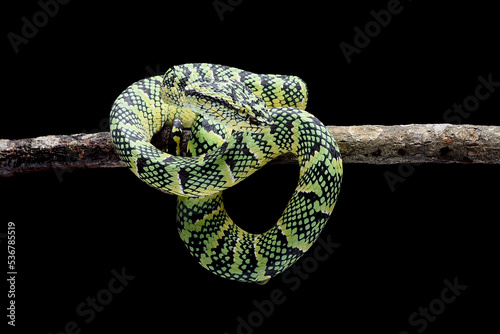 Close up photo of a wagler pit viper photo