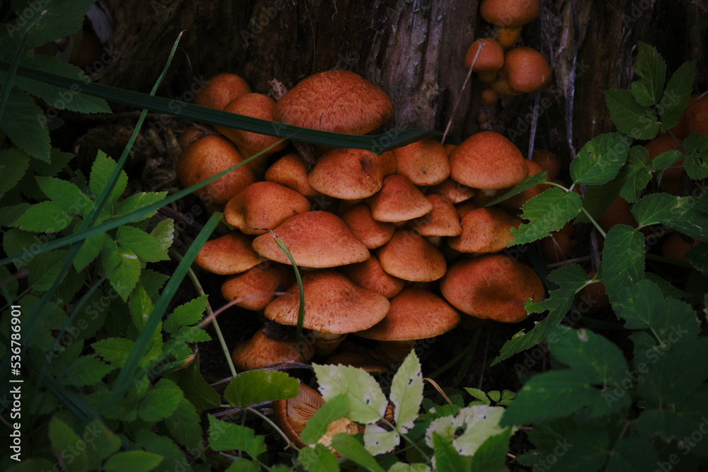 Group of mushrooms in the moss on a log. Dark magic forest. Brown wild mushroom at big tree that fell down in the deep forest.