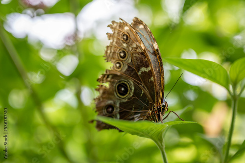 Butterfly on leaf. Morpho peleides. The Peleides blue morpho. Common morpho. The emperor, Morpho helenor. photo