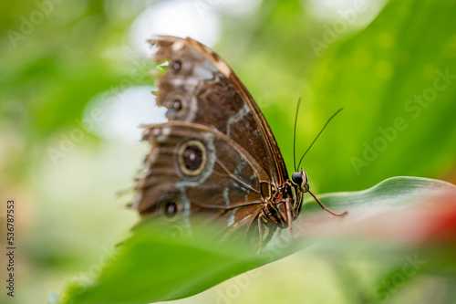 Butterfly on leaf. Morpho peleides. The Peleides blue morpho. Common morpho. The emperor, Morpho helenor. © Cherry